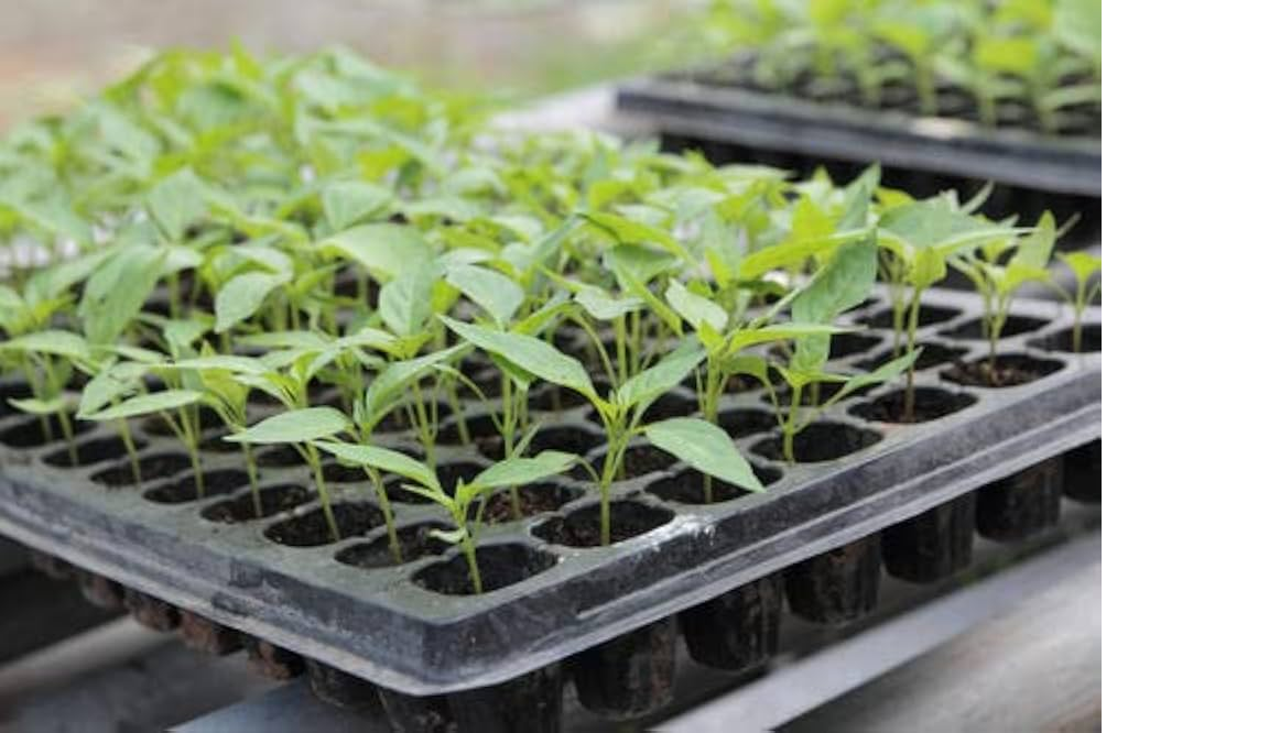 Professional Seed Starting Tray